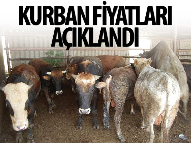 Türkiye Diyanet Vakfı kurban fiyatlarını açıkladı