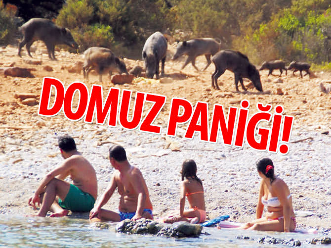 Bodrum'da domuz paniği!