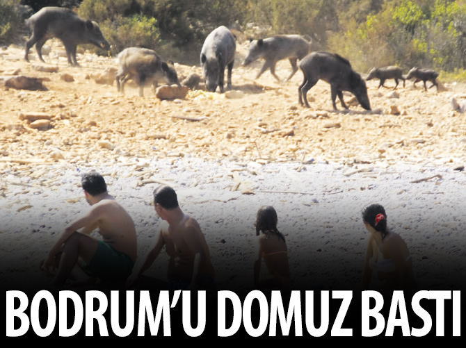 Yabani istila!
