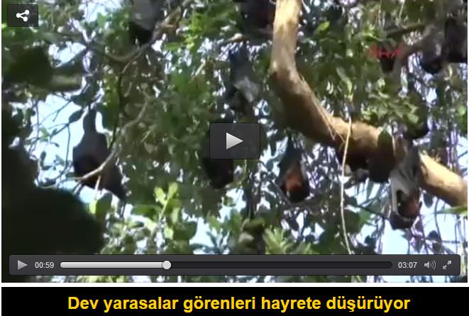 Dev yarasalar görenleri hayrete düşürüyor