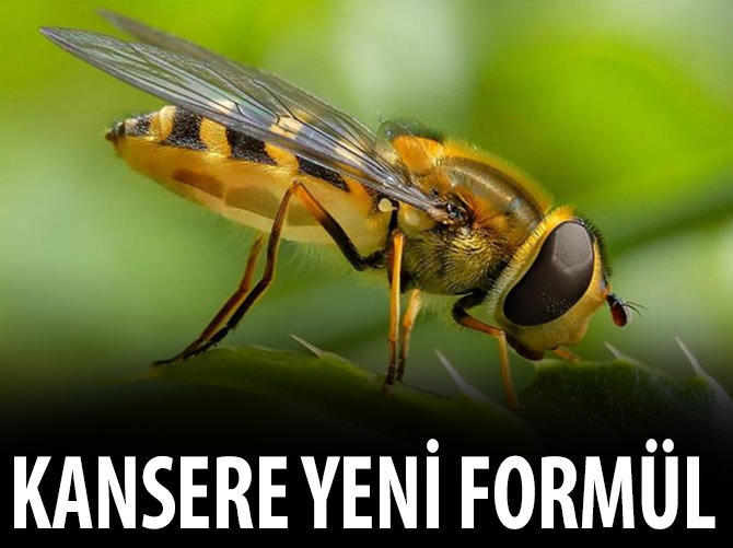 Kanser için yeni formül: Eşek arısı