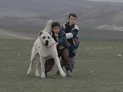 Türkiye'nin Oscar aday adayı 'Sivas'