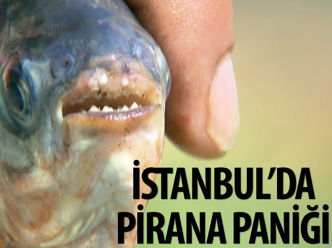 İstanbul'da pirana paniği