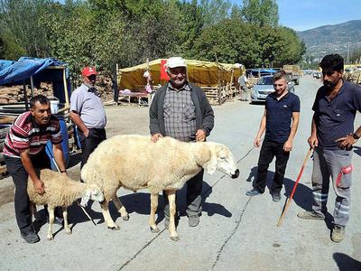 Dev koç görenleri şaşırtıyor