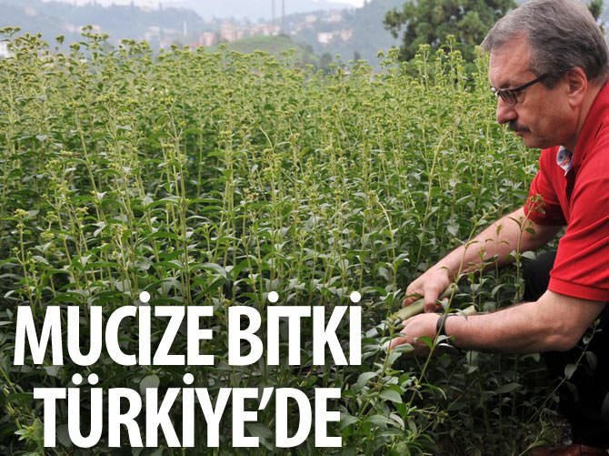 Türkiye'de bir ilk! Sıfır kalorili şeker