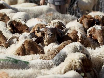Kurban, Allah’a teslimiyetin bir ifadesidir