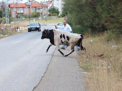 Boğa timi bile baş edemedi