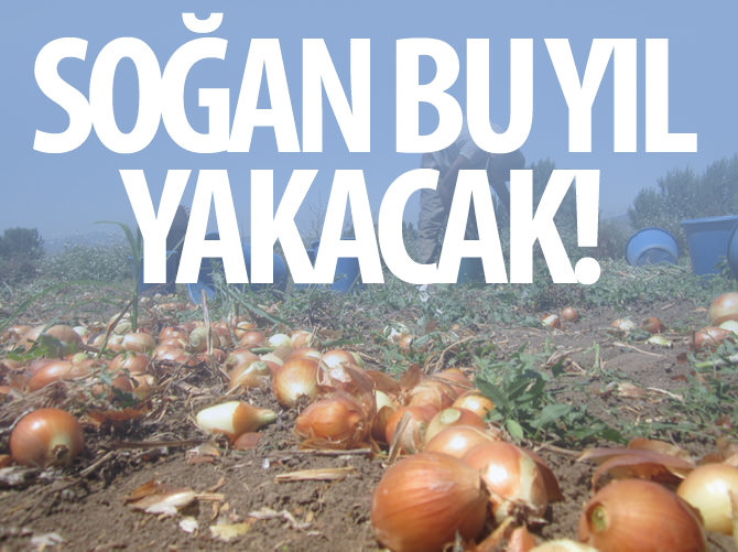 Soğan bu yıl yakacak