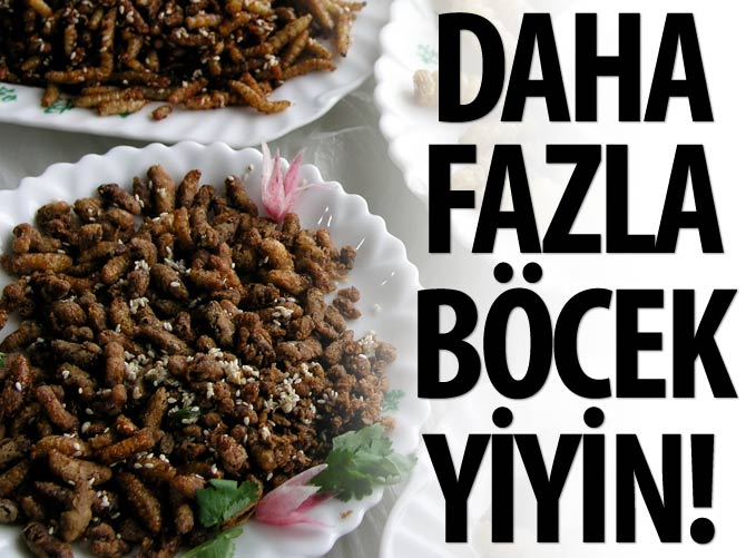 'Daha fazla böcek yiyin'