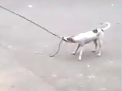 Çocuklarla ip atlama oynayan köpek