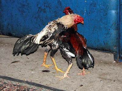 Horoz dövüşünde katliam: 12 ölü