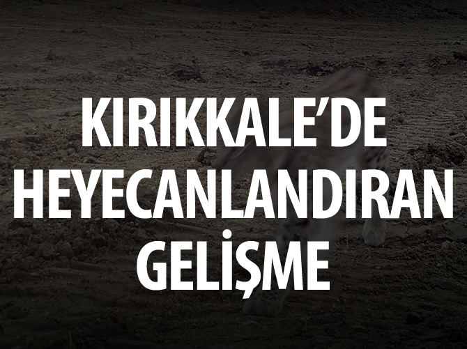 Kırıkkale'de vaşak fotokapanlara yansıdı