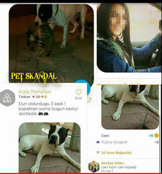 4 kediyi köpeğine parçalattı - 1