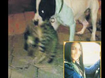 4 kediyi köpeğine parçalattı