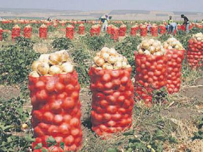 Rekolte düştü soğana zam yolda