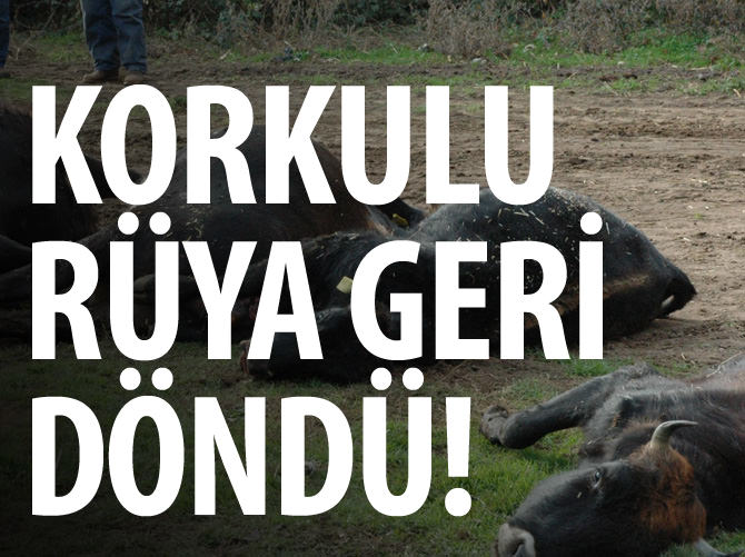Sevkiyatlar durdu hayvan pazarları kapatılıyor