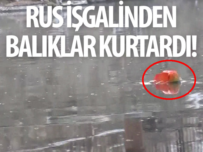 Rus işgalinden balıklar kurtardı!