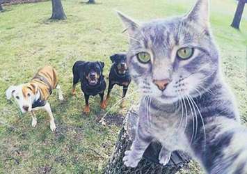 Kedinin selfie'si görenleri şaşırttı