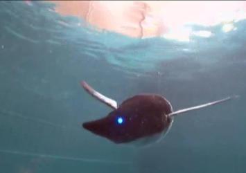 Robot hayvanlar hayrete düşürüyor