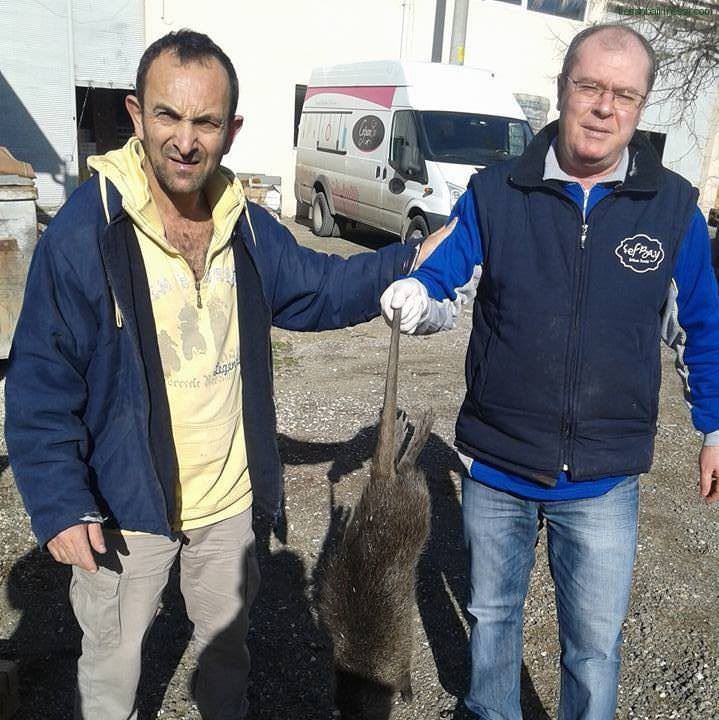 Keşan'da su maymunu bulundu - 1