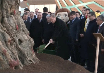 Erdoğan, 945 yıllık zeytin ağacına can suyu verdi