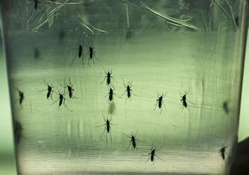 El Salvador'da Zika virüsü nedeniyle kadınlara doğum yapmamaları önerildi