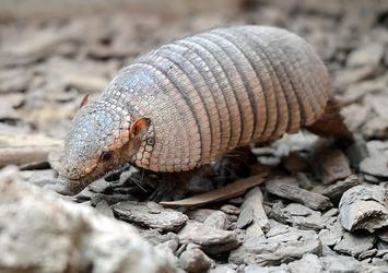 Armadilloların 'atası' bulundu