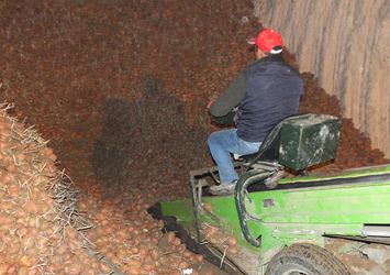Patatesin fiyatı 35 kuruşa düştü
