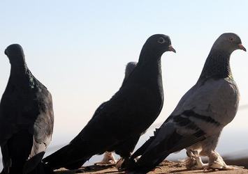 Çaldığı güvercinleri sahibine satmak isterken yakalandı