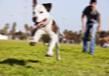 Köpekli psikopata hapis cezası