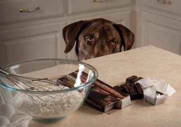 Çikolata köpekler için neden zararlıdır?