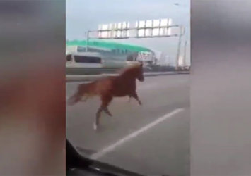İpini kopartan çılgın at, otomobille yarıştı