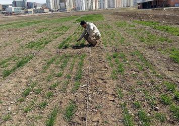 Traktörle sürdüğü tarlasından 'tarihi eser' çıktı