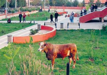 Kesimden kaçan dana adalete sığındı