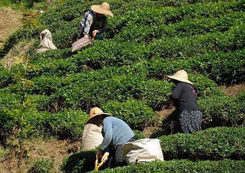Yaş çay destekleme primi ödemeleri başladı
