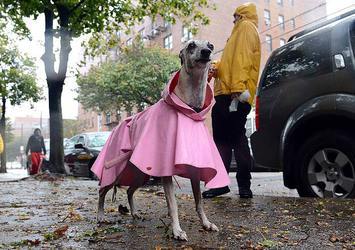 Fransa'da köpekler fişlenecek
