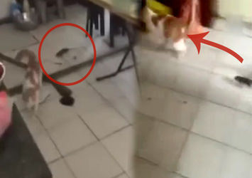 Dünya tersine döndü: Fare kediyi kovaladı