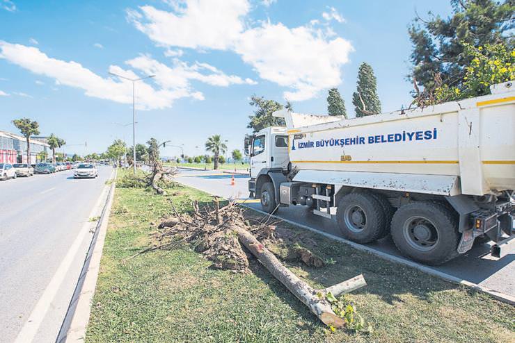 İzmir Büyükşehir Belediyesi ağaçları kesmeye devam ediyor! - 1