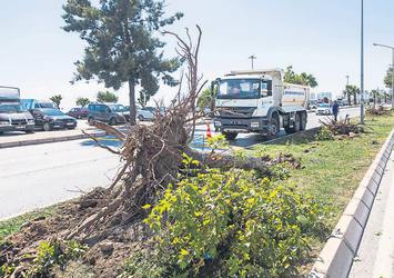 İzmir Büyükşehir Belediyesi ağaçları kesmeye devam ediyor!