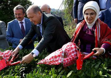 Cumhurbaşkanı Erdoğan Rize'de çay hasadı yaptı!