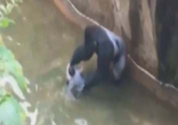 Gorillerin kafesine düştü!