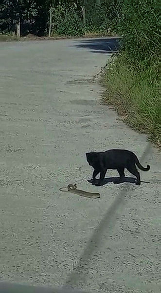 Zonguldakta kedi ile yılanın kavgasında sürpriz son! İşte o anlar
