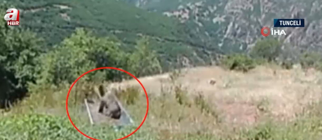 Sıcaktan bunalan yavru ayının yüzme keyfi Sıcaktan bunalan yavru ayının yüzme keyfi