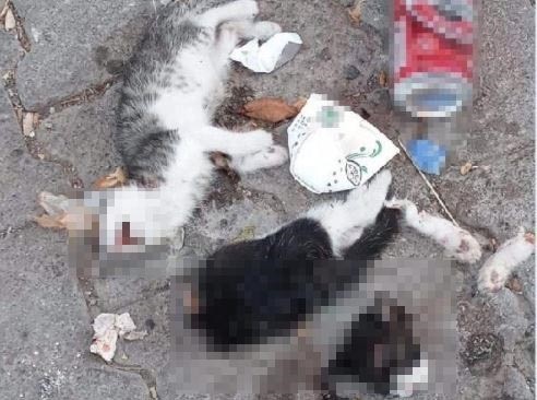 Giresun’da vahşet: 2 kedi yavrusu canice öldürüldü