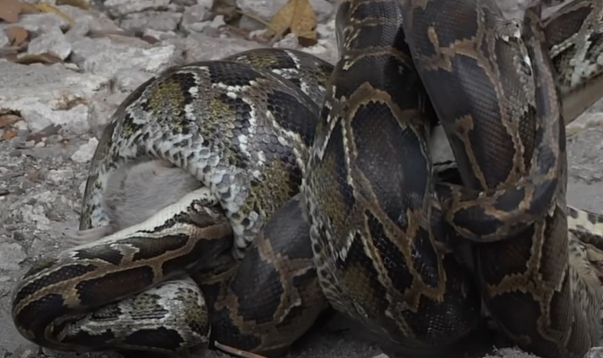 Dev piton fare avlayan yılanı yedi! Daha önce böylesi görülmedi