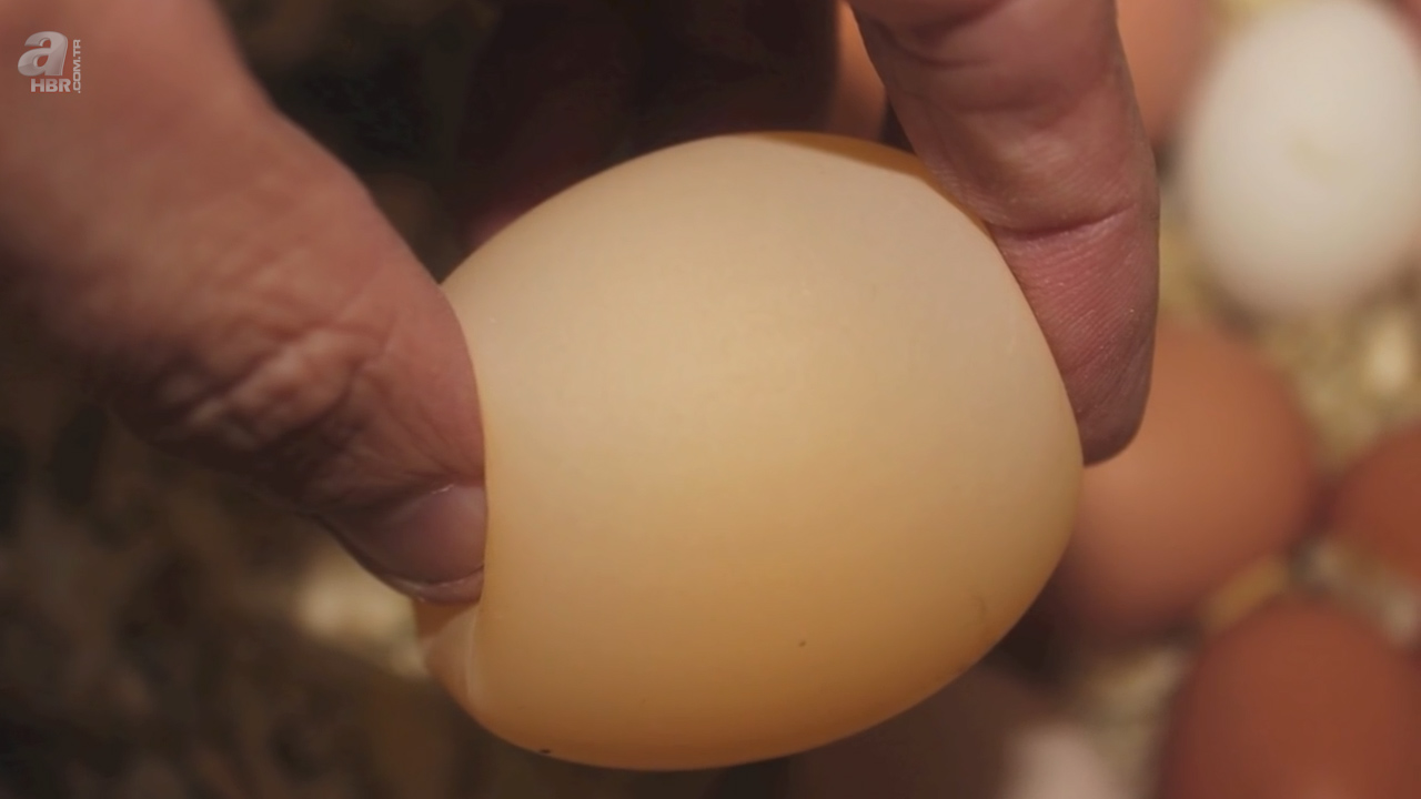 Tavuk kümesine girdi yumurtayı görünce gözlerine inanamadı!