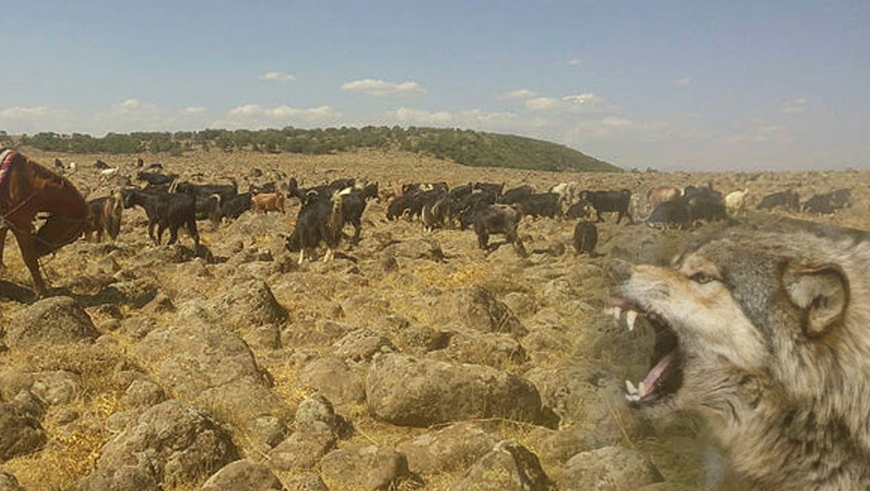 Elazığda ağıldan kaçan keçilere kurtlar saldırdı