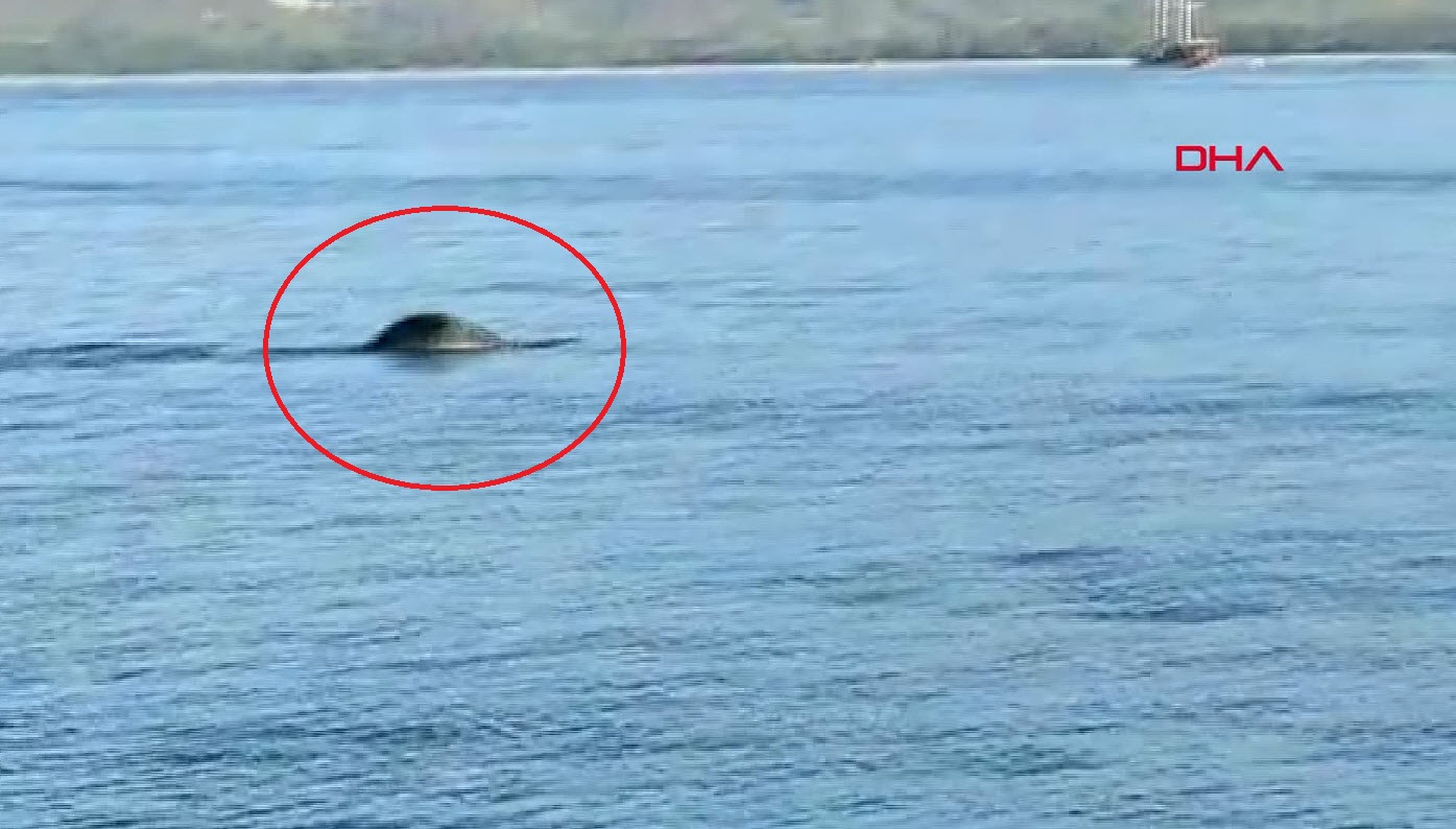 Nesli tükenmekte olan Akdeniz fokuna Gel bili bili diye seslendi | Muğlada çekilen görüntüler sosyal medyada gündem oldu