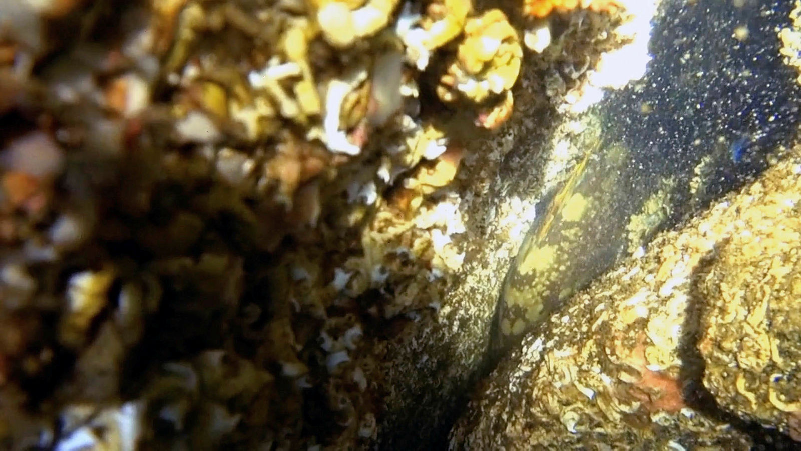 Marmara Denizinde yıllar sonra ilk kez görüntülendi! Orfoz balığı tam 60 yıl sonra kendini gösterdi