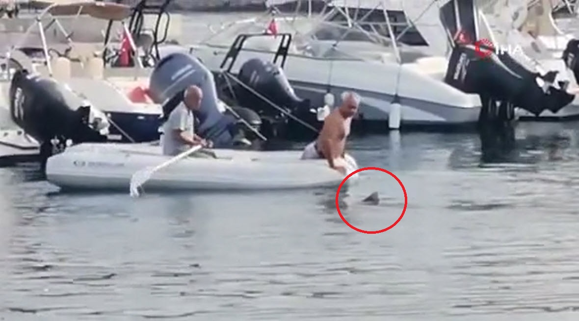 Bodrumda köpek balığını elleriyle yakalayıp kurtardı | Görüntüler sosyal medyada çok konuşuldu